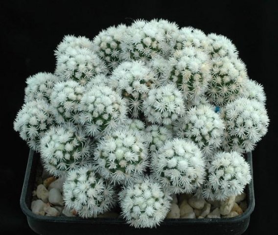 Mammillaria_gracilis_arizon